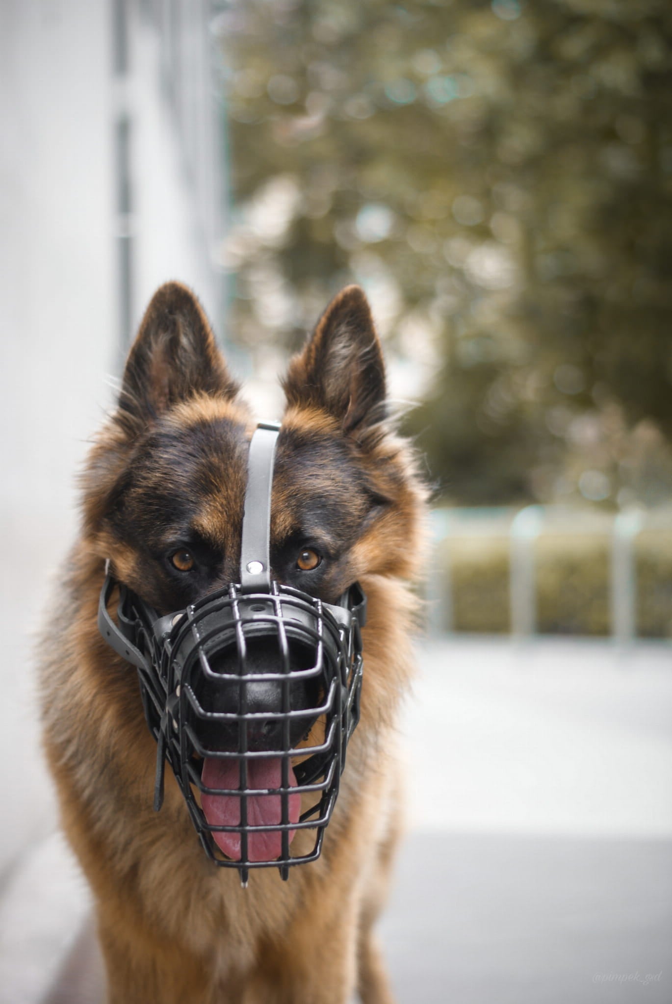 הזמם המתכתי בציפוי גומי – K9 ג’רמנס שפרד