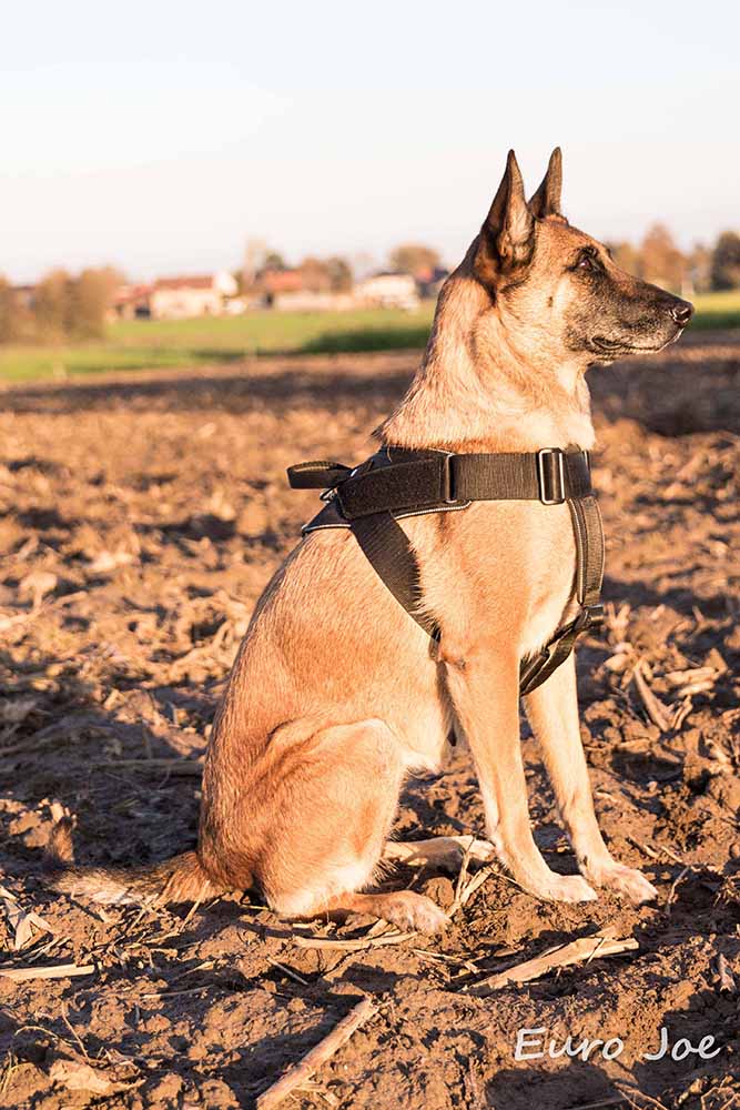 רתמת ניילון "הרקולס" – Euro Joe