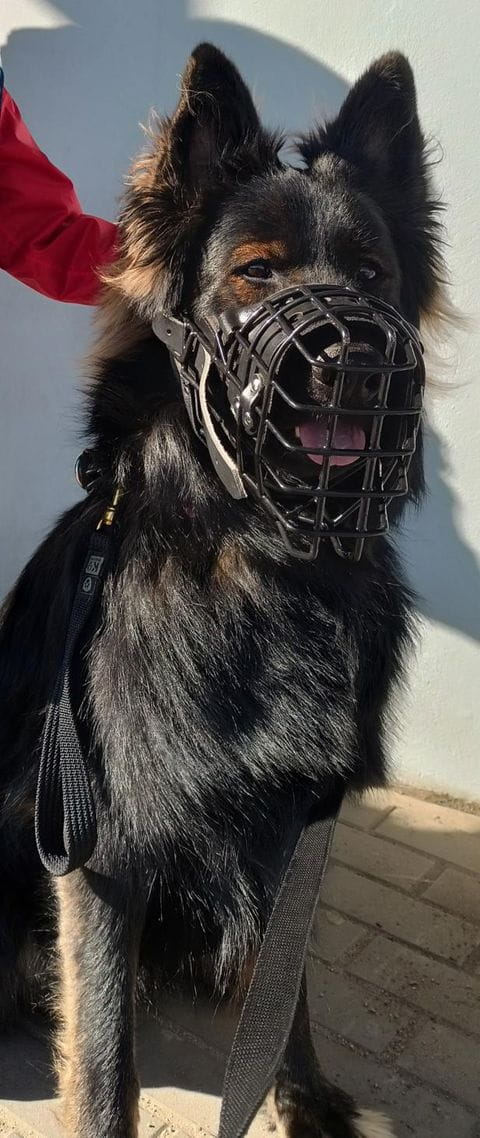 הזמם המתכתי בציפוי גומי – K9 ג’רמנס שפרד