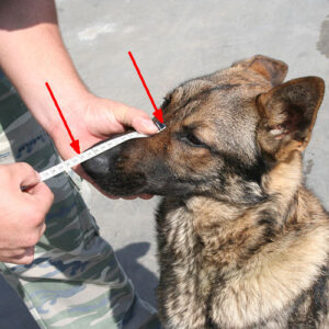 הזמם המתכתי בציפוי גומי – K9 מאלינואה