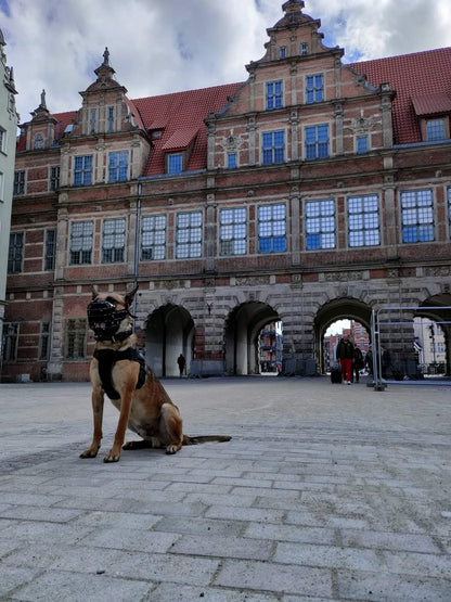 הזמם המתכתי בציפוי גומי – K9 מאלינואה