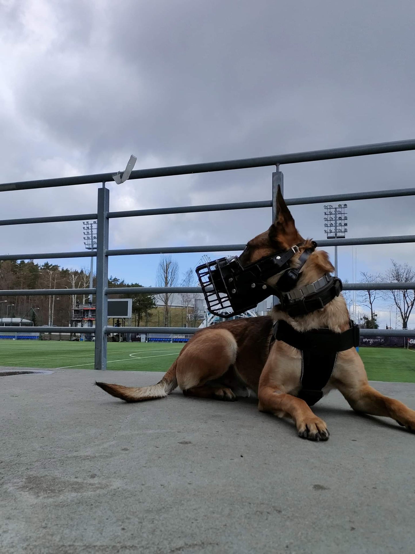 הזמם המתכתי בציפוי גומי – K9 מאלינואה